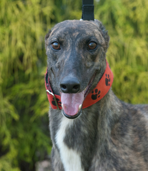 Greyhound Crossroads Take Greyt Photos of Your Greyhound